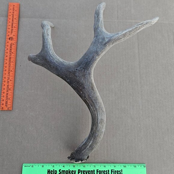 Genuine Mule Deer Shed Antler - Picture 10 of 14
